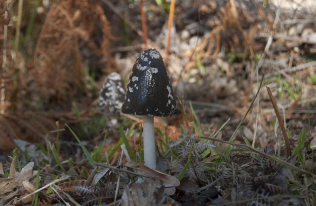 Coprinus picaceus